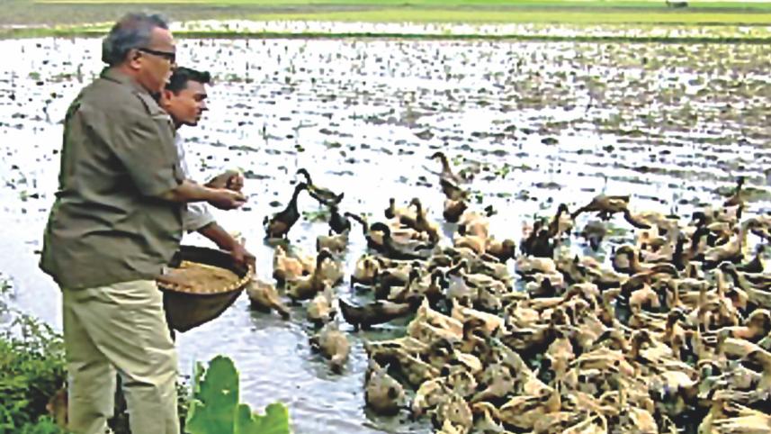 Shykh Seraj feeds ducks.jpg