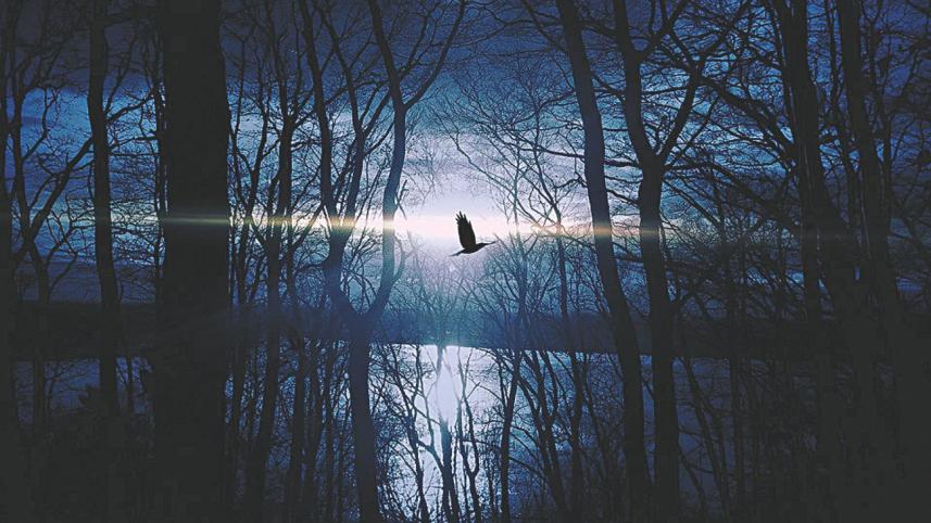 Sounds of the night