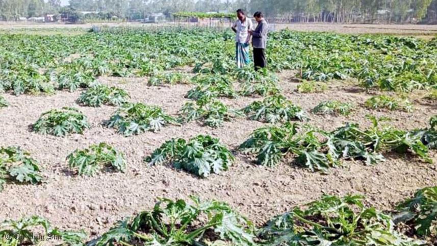 squash_farming_gaibandha.jpg