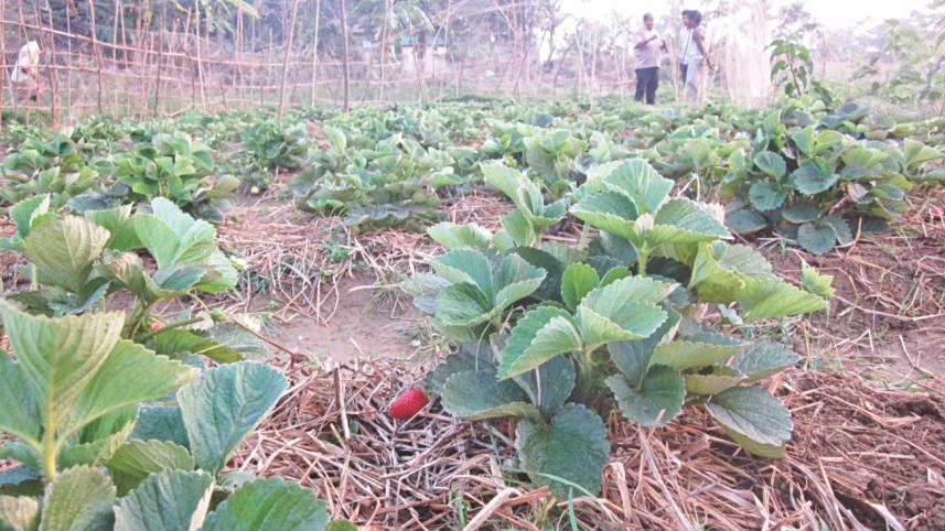 strawberries cox's bazar.jpg