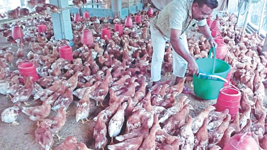 success chicken farming.jpg