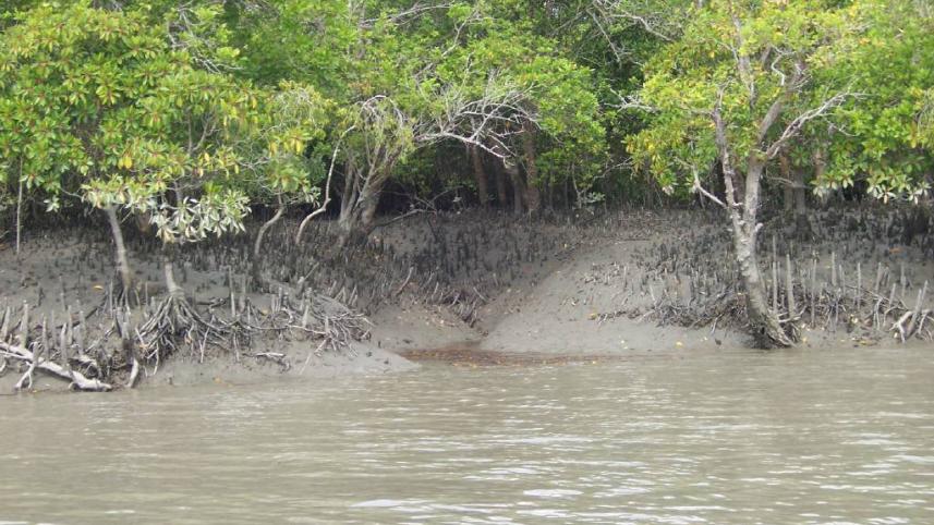 Sundarban_mangrove.jpg