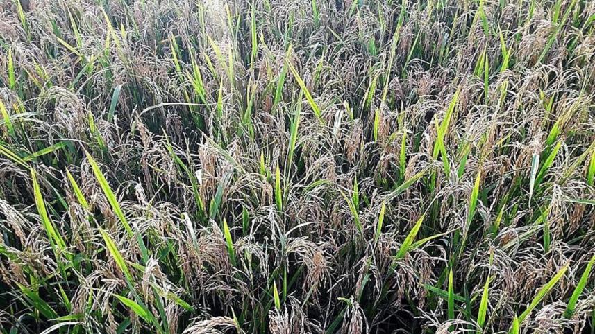 Sylhet Photo Paddy Blast 