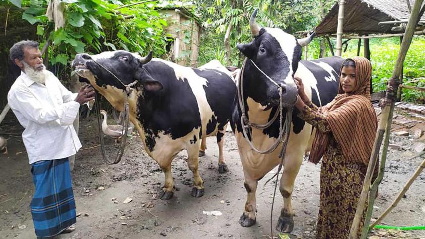 Tangail sacrificial animals.jpg