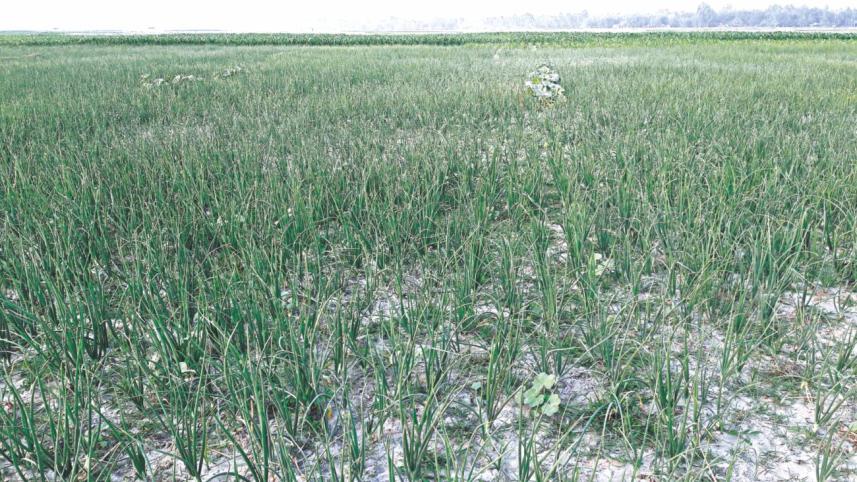 Teesta char onion farming.jpg