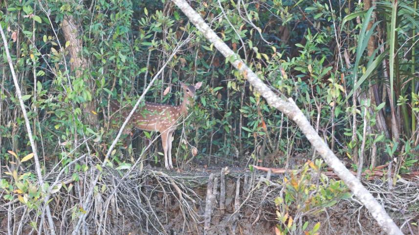 The Sanctuary on its Death Bed