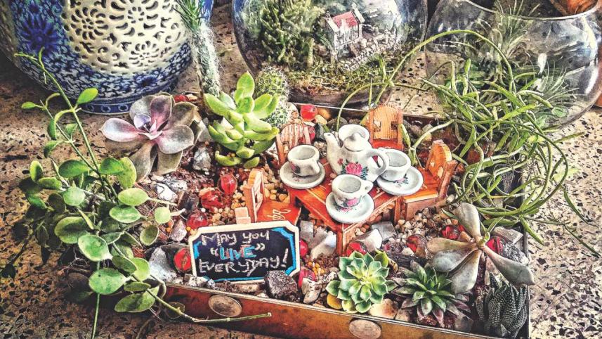 The top down on terrariums