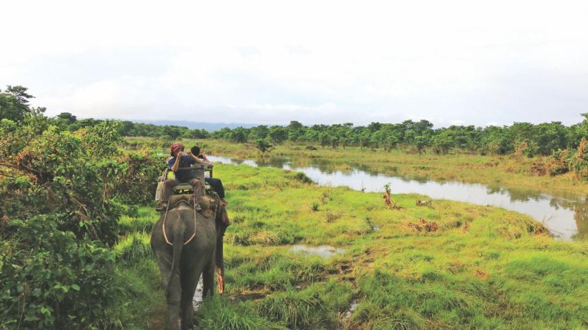 Thoughts from Chitwan