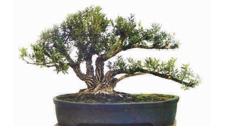 Tree1.jpg
