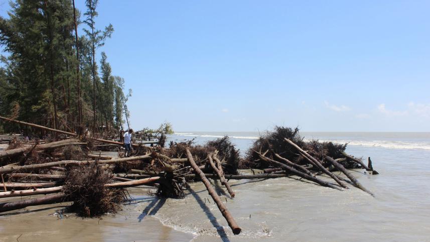 trees-uprooted.jpg