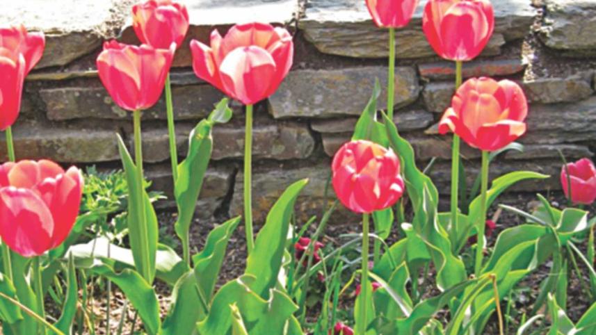 Tulips in Bloom