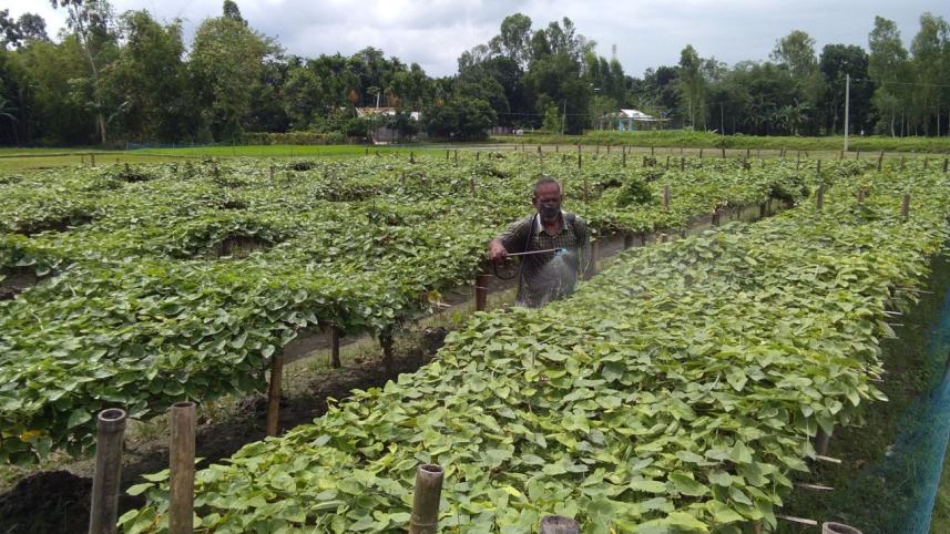 Vegetable growers.jpg