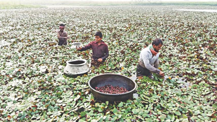 Water chestnut farming