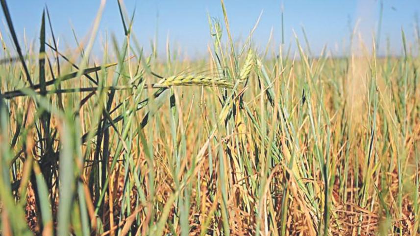 Wheat acreage.jpg