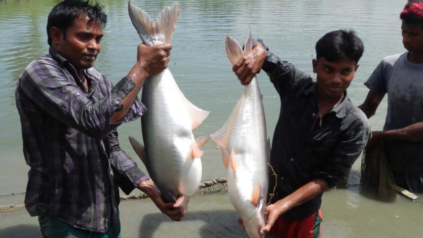 White Muscle Pangas.jpg