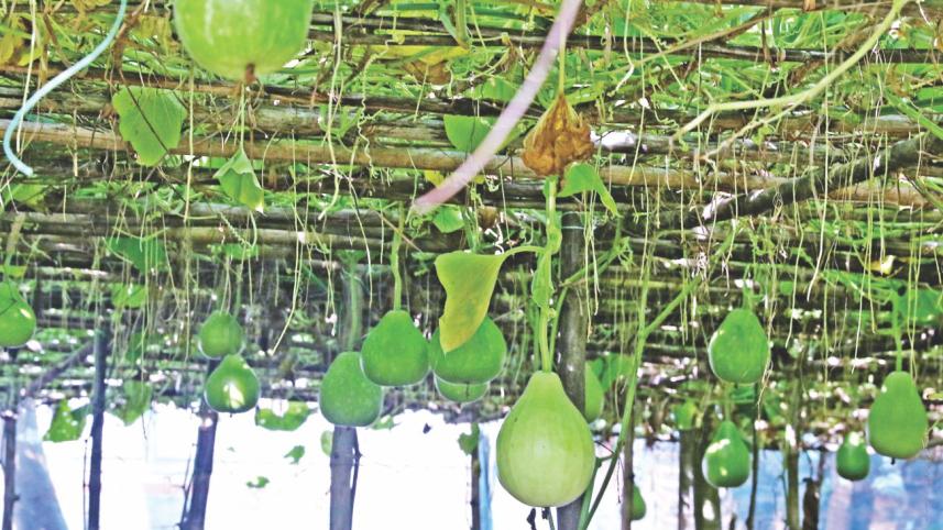 winter vegetable 1.jpg