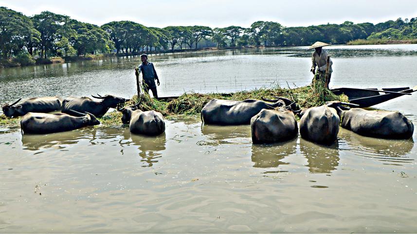 sylhet.jpg