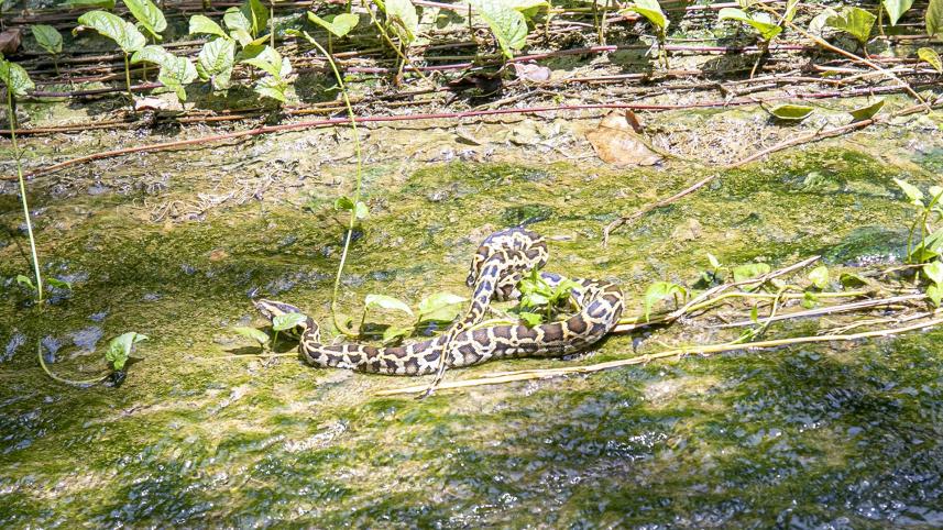 baby_python_snake.jpg