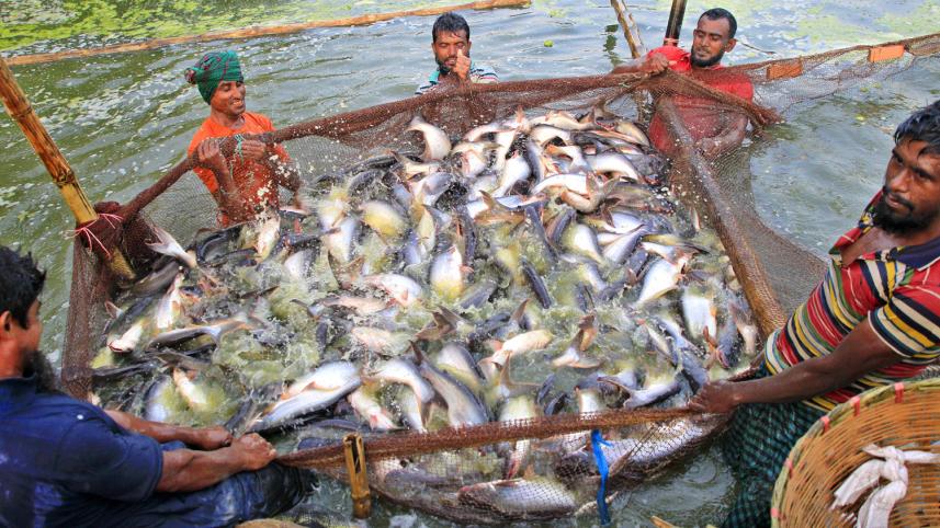mymensingh_fish_culture-05.jpg