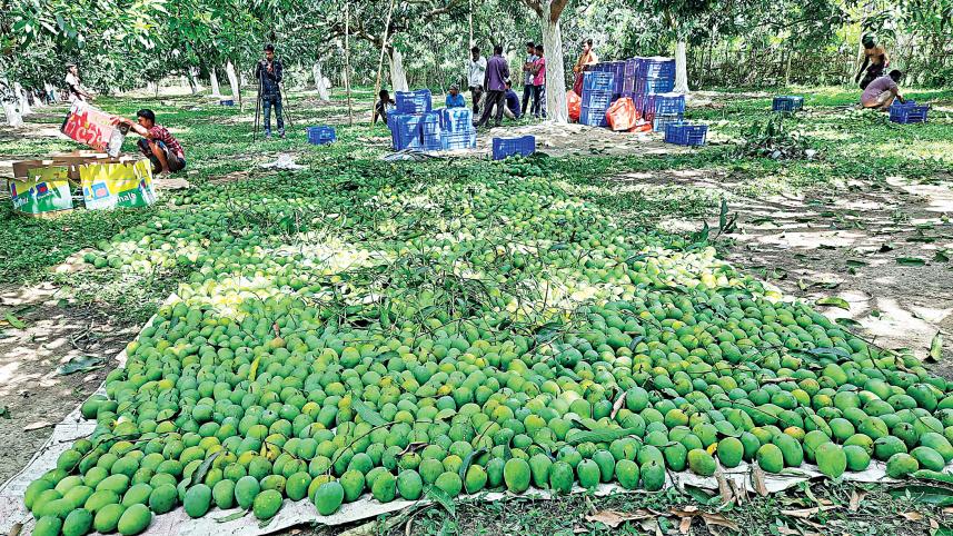 mangoes.jpg