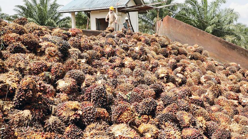 palm-oil-fruits.jpg