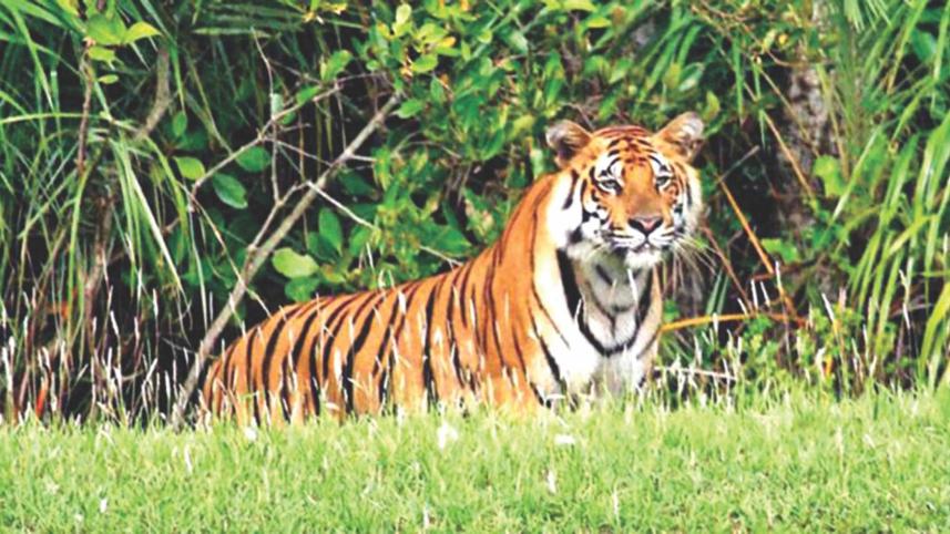 nepal-tiger-population.jpg