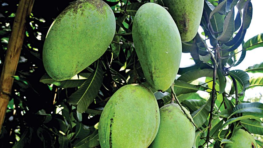 mango.jpg