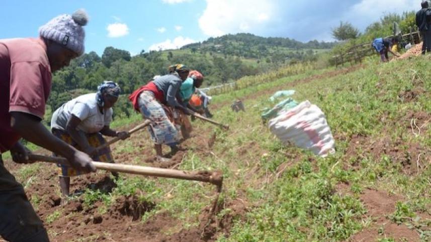 farming-kenya-joyce-629x416.jpeg
