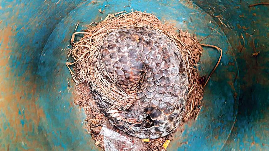 pangolin-rescued.jpg