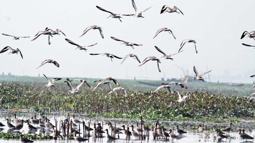 baikka-beel-migratory-birds.jpg