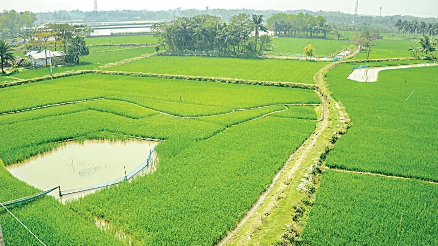 High rice prices buoy Boro acreage