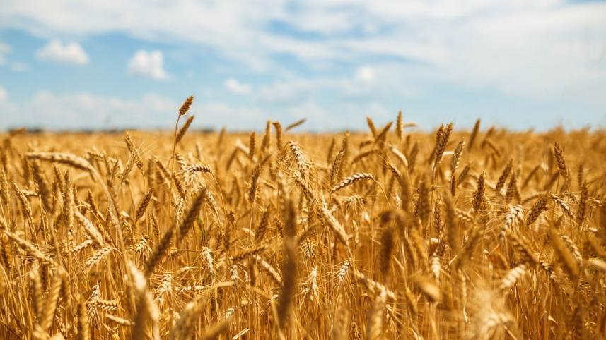 ukraine-exports-first-grain.jpg