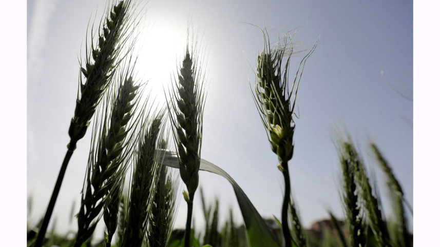 egypts-wheat-imports-from.png