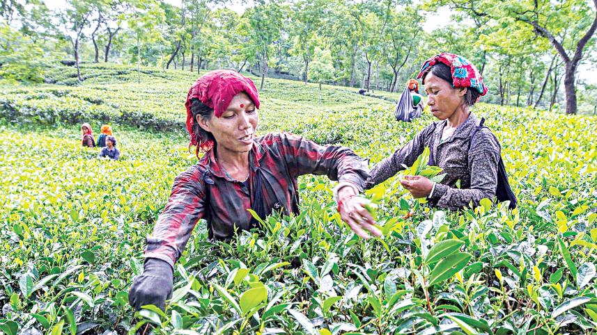 tea-production.jpg