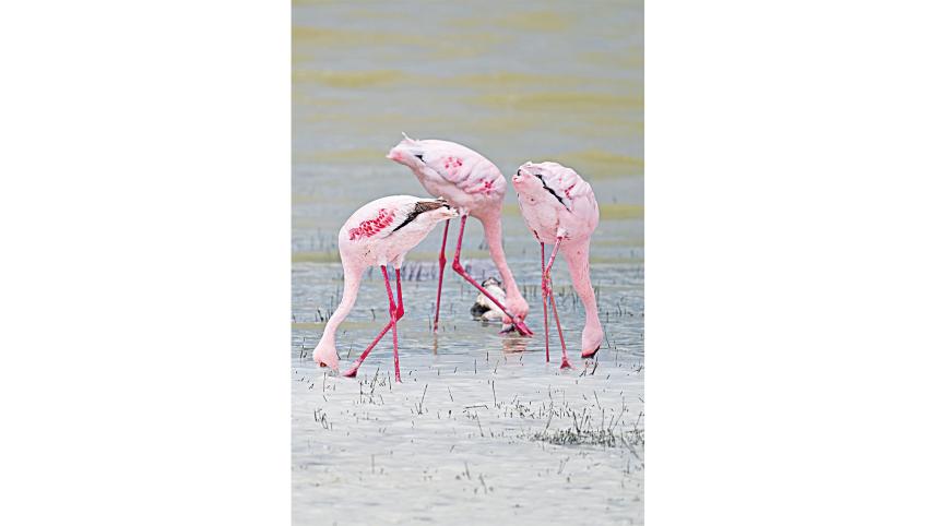 Maasai Mara and Serengeti