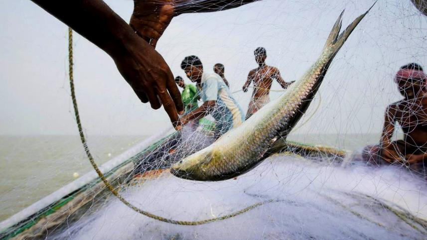 Hilsa Conservation