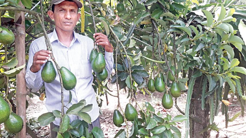bangladesh avocado cultivation