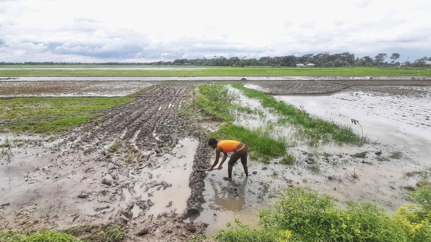 paddy-planting-programme-2.jpg