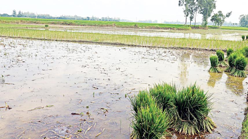dinajpur-sadar-upazila-1.jpg