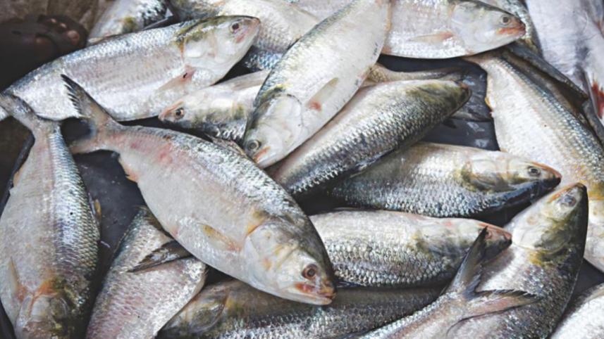 Govt served legal notice to stop exporting Hilsa
