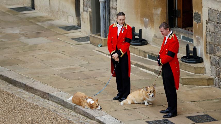 corgi.jpg