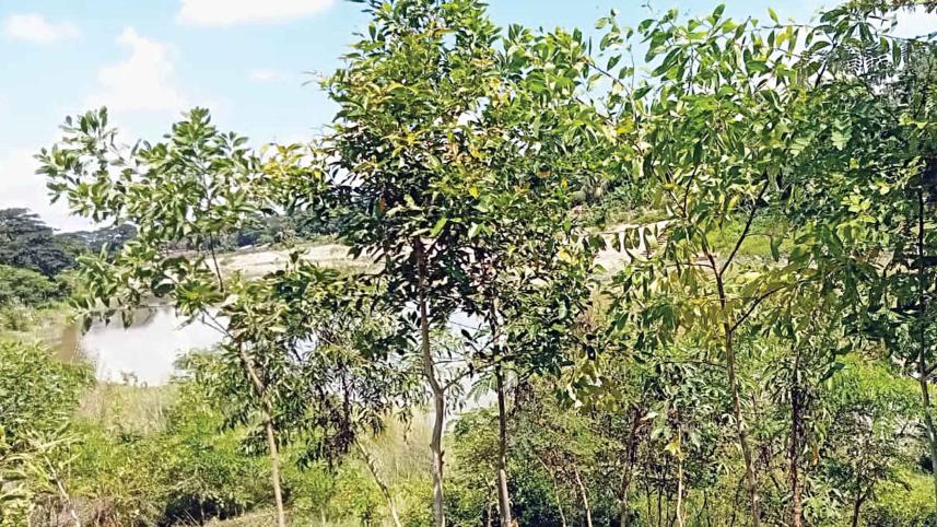 halda-riverbank-tree.jpg