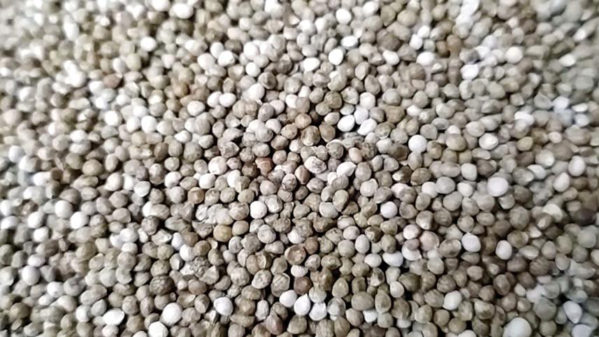 perilla-frutescens-2.jpg