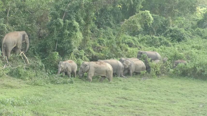 netrakona_wild_elephants-00.jpg