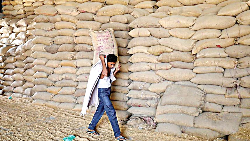india_eyes_bumper_wheat.jpg