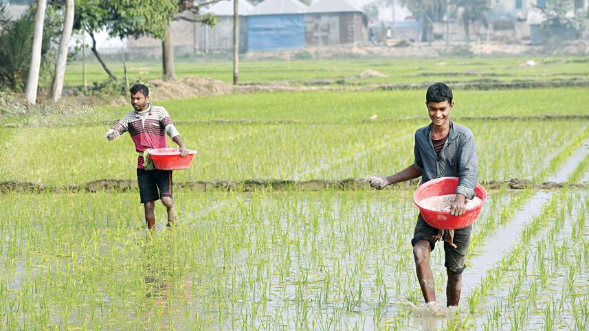 farmers-apply-fertiliser.jpg