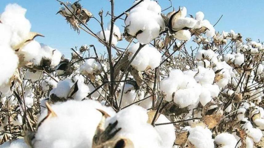 Rules eased for US cotton import in Bangladesh 