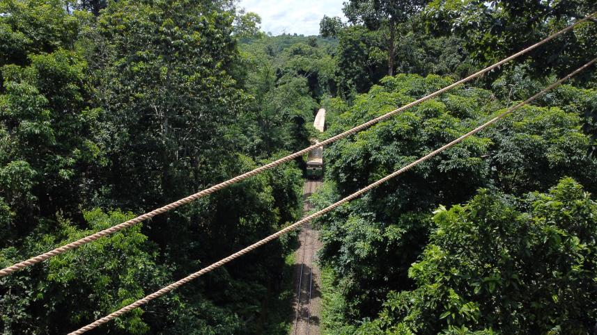 forest-1.jpg