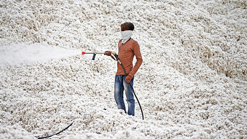 cotton.jpg