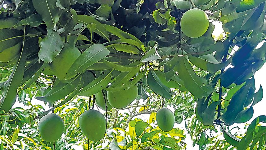 khulna_mango.jpg